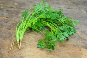 cilantro-on-wood-e1476797799299