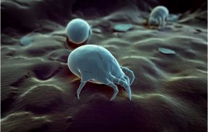 dust-mites