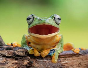 frog-photography-tantoyensen-1-5836fb5d51096__880