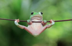 frog-photography-tantoyensen-15-5836fb81c8def__880