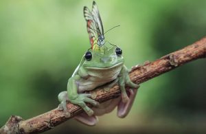 frog-photography-tantoyensen-20-5836fb8e09efa__880