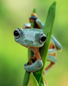 frog-photography-tantoyensen-25-5836fb9a2b054__880