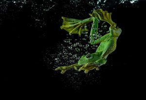 frog-photography-tantoyensen-27-5836fb9ec5094__880