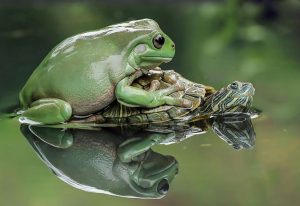 frog-photography-tantoyensen-37-5836fbbc20973__880