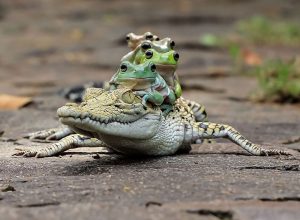 frog-photography-tantoyensen-38-5836fbbdeb971__880