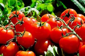 tomatoes-e1477689185279