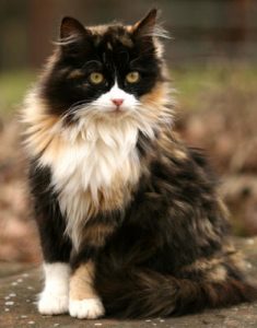 unique_cat_fur_17