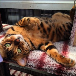 bengal-cat-spots-fur-thor-10