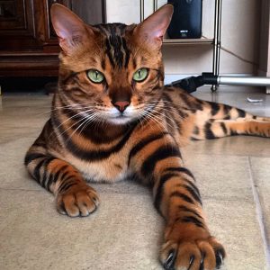 bengal-cat-spots-fur-thor-5