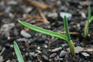 green-garlic