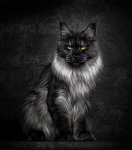 maine-coon-cat-photography-robert-sijka-21-57ad8edfdf87e__880