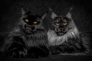 maine-coon-cat-photography-robert-sijka-33-57ad8ef5a723b__880