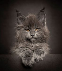 maine-coon-cat-photography-robert-sijka-43-57ad8f05d53e9__880