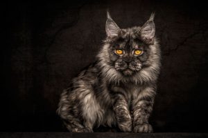 maine-coon-cat-photography-robert-sijka-44-57ad8f07a5108__880