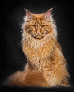 maine-coon-cat-photography-robert-sijka-51-57ad8f13b7436__880-819x1024