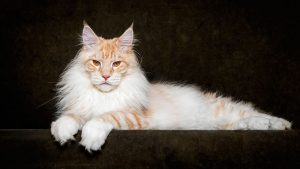 maine-coon-cat-photography-robert-sijka-52-57ad8f15b8efc__880