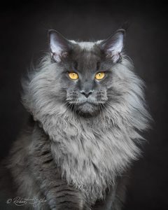 maine-coon-cat-photography-robert-sijka-64-57ad8f2c0277c__880-819x1024