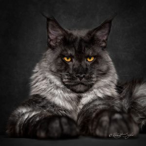 maine-coon-cat-photography-robert-sijka-65-57ad8f2e15bd3__880