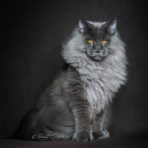 maine-coon-cat-photography-robert-sijka-67-57ad952ba9cac__880